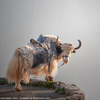 Buy canvas prints of A yak in the Caucasus Mountains by Svetlana Korneliuk