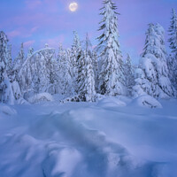 Buy canvas prints of Snowy winter forest at sunset by Svetlana Korneliuk