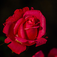 Buy canvas prints of  Red Rose by Svetlana Korneliuk