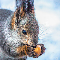Buy canvas prints of The squirrel with an acorn by Svetlana Korneliuk