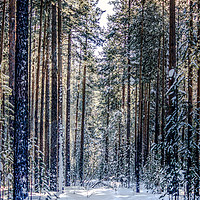 Buy canvas prints of Sun forest by Svetlana Korneliuk