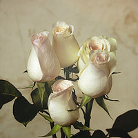 Buy canvas prints of Vintage roses by Svetlana Korneliuk