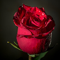 Buy canvas prints of Red rose bud by Svetlana Korneliuk