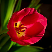 Buy canvas prints of Inside of a tulip by Svetlana Korneliuk