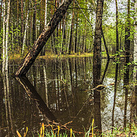 Buy canvas prints of The flooded forest in spring by Svetlana Korneliuk
