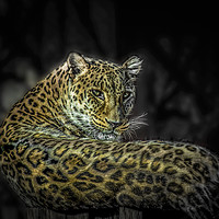 Buy canvas prints of The Leopard by Svetlana Korneliuk