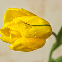 Buy canvas prints of The Yellow tulip by Svetlana Korneliuk