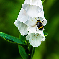 Buy canvas prints of The Bumble Bee by Svetlana Korneliuk