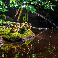 Buy canvas prints of Mallard ducklings by Svetlana Korneliuk