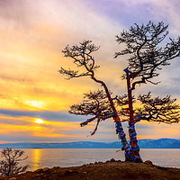Buy canvas prints of Baikal pine by Svetlana Korneliuk
