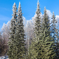 Buy canvas prints of Frozen forest by Svetlana Korneliuk
