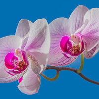 Buy canvas prints of Orchid by Svetlana Korneliuk