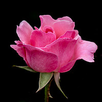 Buy canvas prints of Pink Rose by Svetlana Korneliuk