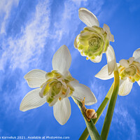 Buy canvas prints of Moving up to the snowdrop by Svetlana Korneliuk