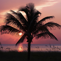Buy canvas prints of Florida Sunrise by Paul Fell