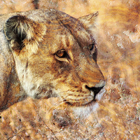 Buy canvas prints of Rusty Lioness by Paul Fell