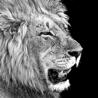 Buy canvas prints of male lion by Paul Fell