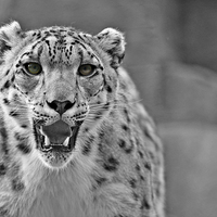 Buy canvas prints of snow leopard by Paul Fell
