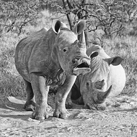 Buy canvas prints of White Rhinoceros by Paul Fell