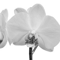 Buy canvas prints of White Orchid by Paul Fell