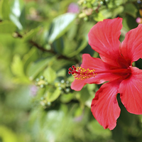 Buy canvas prints of Red Hibiscus Flower by Paul Fell