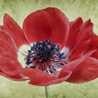 Buy canvas prints of Harmony Scarlet Anemone by Paul Fell
