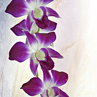 Buy canvas prints of Orchids by Paul Fell