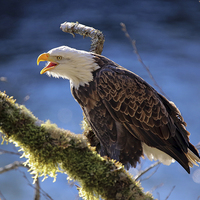 Buy canvas prints of Bald Eagle by Paul Fell