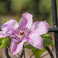 Buy canvas prints of Clematis by Paul Fell
