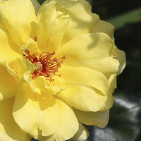 Buy canvas prints of Yellow Rose by Paul Fell