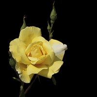 Buy canvas prints of Yellow Rose by Paul Fell