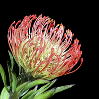 Buy canvas prints of Protea Pincushion by Paul Fell