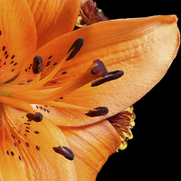 Buy canvas prints of Tiger Lilly by Paul Fell