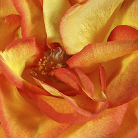 Buy canvas prints of Orange Rose by Paul Fell