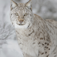Buy canvas prints of  Winter ghost, European lynx by Neil Burton