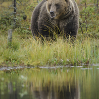 Buy canvas prints of  Brown bear in Finland by Neil Burton