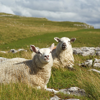 Buy canvas prints of Malham sheep  by Neil Burton
