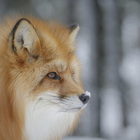 Buy canvas prints of  Winter fox by Neil Burton