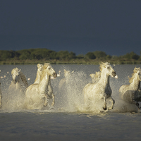 Buy canvas prints of  Camargue chargers by Neil Burton