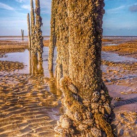 Buy canvas prints of  Mussel beach by Jon Barton