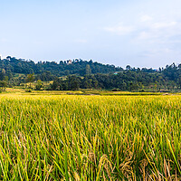 Buy canvas prints of paddy corp farmland by Ambir Tolang