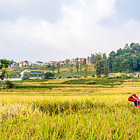 Buy canvas prints of beautiful landscape view of paddy farmland by Ambir Tolang