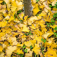 Buy canvas prints of colorful  yellow leaf in autumn season by Ambir Tolang