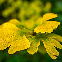 Buy canvas prints of colorful  yellow leaf in autumn season by Ambir Tolang