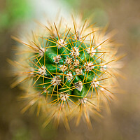 Buy canvas prints of beautiful cactus plant  by Ambir Tolang