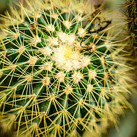 Buy canvas prints of beautiful cactus plant  by Ambir Tolang