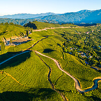 Buy canvas prints of aerial view of tea farmland by Ambir Tolang