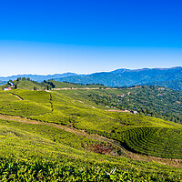 Buy canvas prints of greenery landscape view of tea farmland by Ambir Tolang