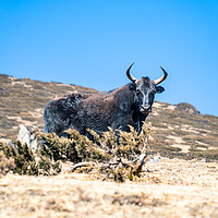Buy canvas prints of stadning wild animal Yak in mountain  by Ambir Tolang