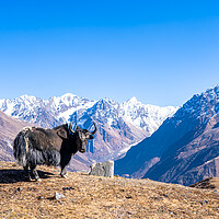 Buy canvas prints of stadning wild animal Yak in mountain  by Ambir Tolang